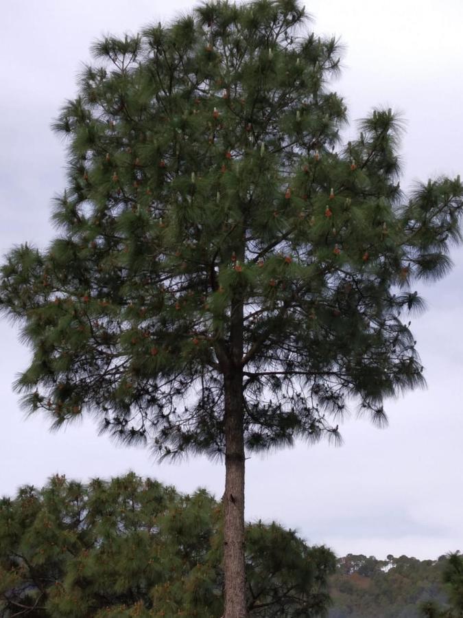 קסאולי Pine Villa מראה חיצוני תמונה